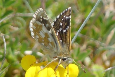 <i>Pyrgus serratulae</i>