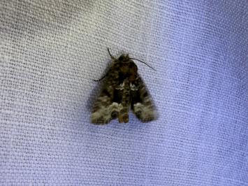 <i>Oligia strigilis</i>