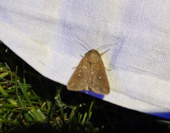 <i>Mythimna albipuncta</i>