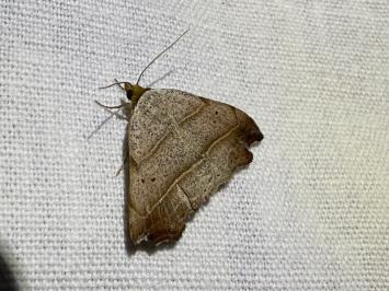 <i>Laspeyria flexula</i>