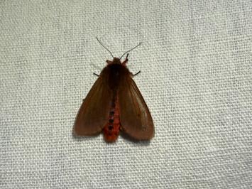 <i>Phragmatobia fuliginosa</i>