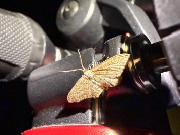 <i>Idaea seriata</i>
