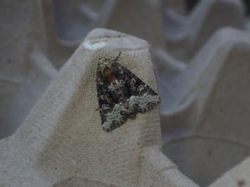 <i>Oligia</i>