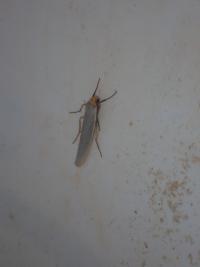 <i>Eilema caniola</i>