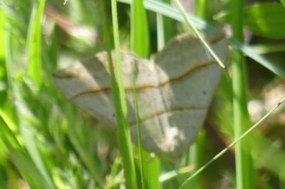 <i>Scotopteryx luridata/mucronata</i>