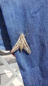 <i>Hyles livornica</i>
