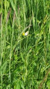 <i>Lycaena dispar</i>