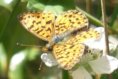 <i>Boloria selene</i>