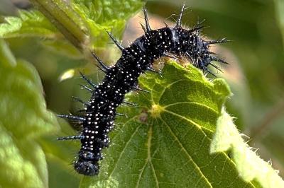 <i>Aglais io</i>