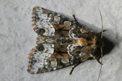 <i>Oligia</i>