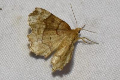 <i>Cepphis advenaria</i>
