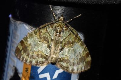 <i>Hydriomena impluviata</i>