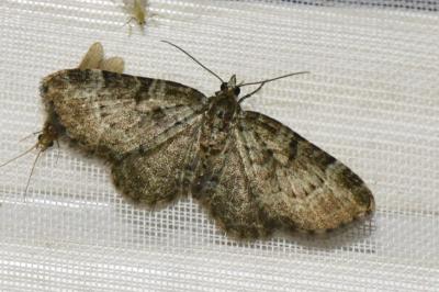 <i>Pasiphila chloerata</i>