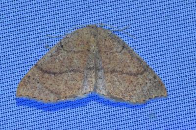<i>Cyclophora ruficiliaria</i>