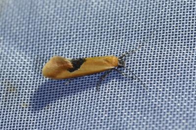 <i>Batia lunaris</i>