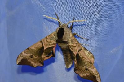 <i>Smerinthus ocellatus</i>