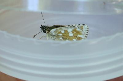 <i>Pyrgus serratulae</i>