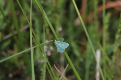 <i>Chlorissa viridata</i>