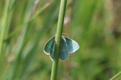 <i>Chlorissa viridata</i>