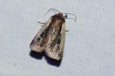 <i>Ochropleura plecta</i>