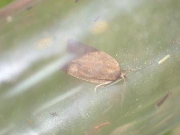 <i>Aphelia viburnana</i>