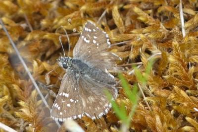 <i>Pyrgus serratulae</i>