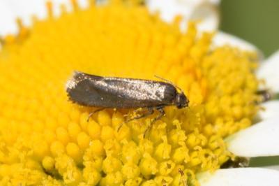 <i>Glyphipterix fuscoviridella</i>
