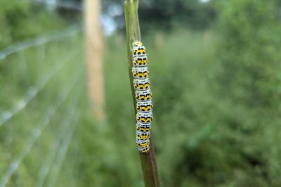 <i>Cucullia verbasci</i>