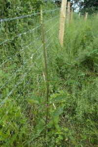 <i>Cucullia verbasci</i>