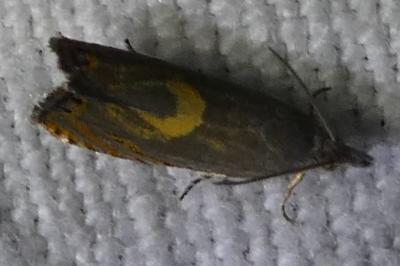 <i>Dichrorampha petiverella</i>