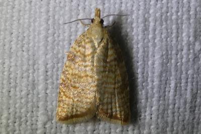 <i>Aleimma loeflingiana</i>
