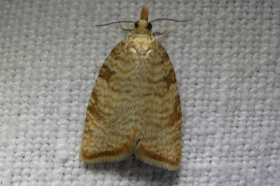 <i>Aleimma loeflingiana</i>