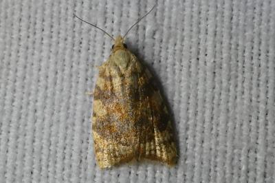 <i>Aleimma loeflingiana</i>