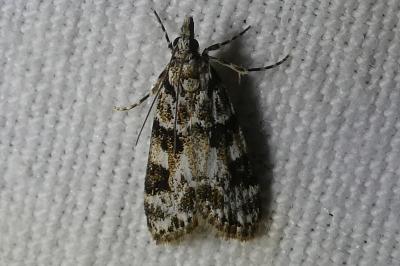 <i>Eudonia delunella</i>