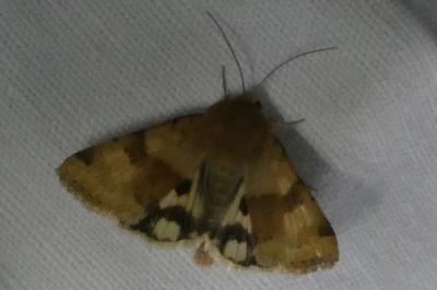 <i>Heliothis viriplaca</i>