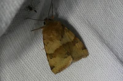 <i>Heliothis viriplaca</i>