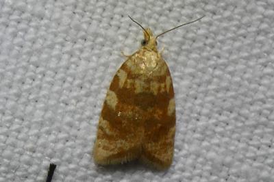 <i>Aleimma loeflingiana</i>