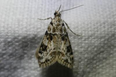 <i>Eudonia delunella</i>
