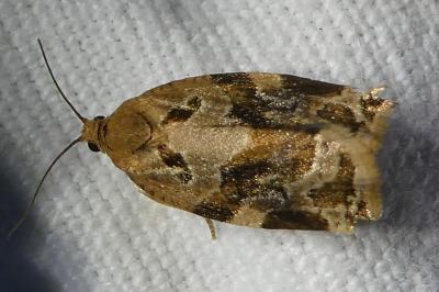 <i>Archips xylosteana</i>
