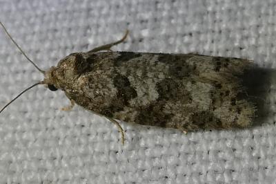 <i>Cnephasia</i>
