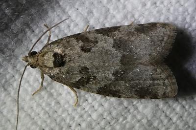 <i>Cnephasia</i>