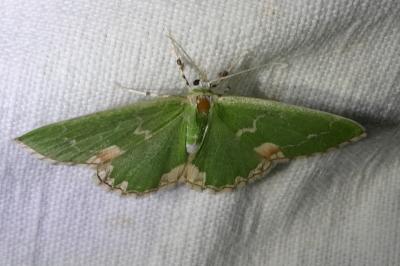 <i>Comibaena bajularia</i>