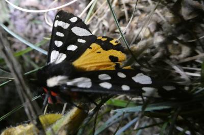<i>Arctia villica</i>