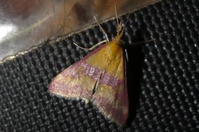 Pyrausta sanguinalis