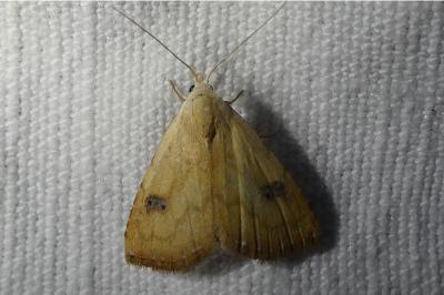 <i>Rivula sericealis</i>