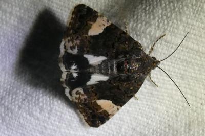 <i>Tyta luctuosa</i>