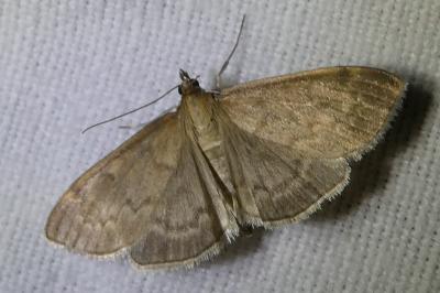 <i>Anania fuscalis</i>