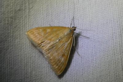 <i>Sitochroa verticalis</i>