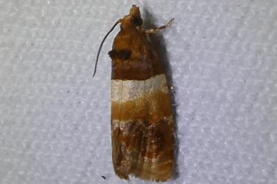 <i>Epinotia festivana</i>