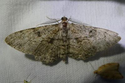 <i>Peribatodes rhomboidaria</i>